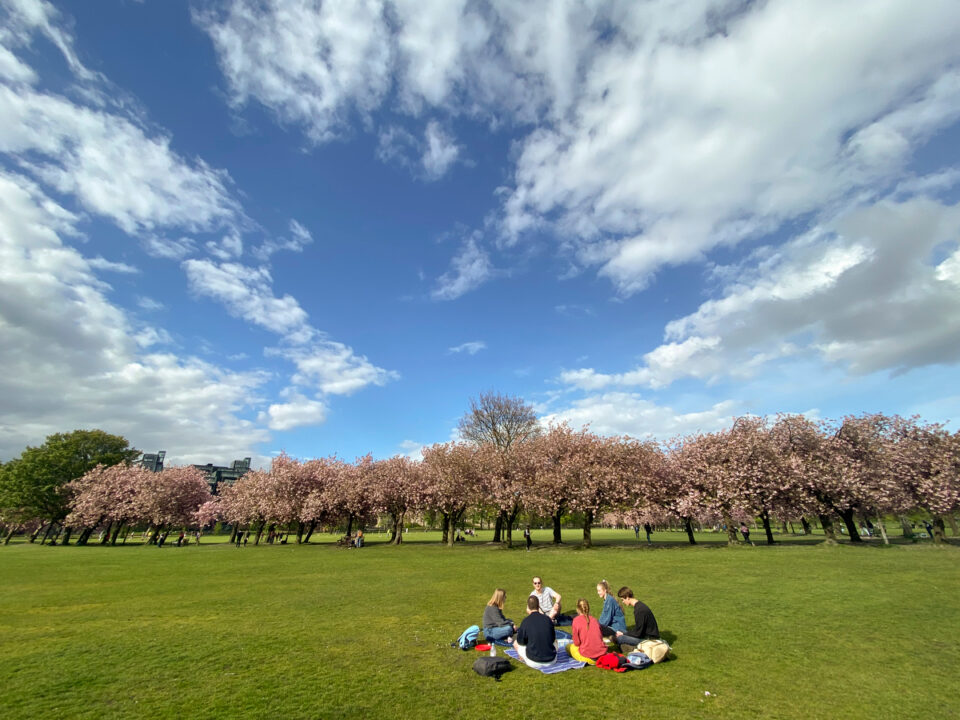 The Meadows